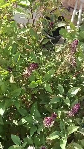 A video shows a close-up of a green leafy plant with purple flower spikes. The plant is outdoors, with sunlight dappling the leaves. Some leaves are a lighter green, with white variegation. There is a hint of a white fence in the upper right corner. The camera is steady, and the video is short.