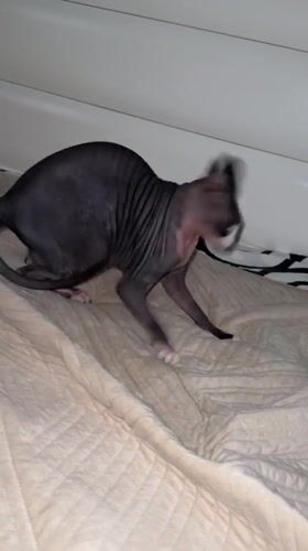Sphynx cat moments at home in Netanya