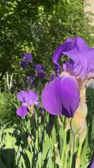 Woman documents spring morning with selfies and iris blooms in Russia