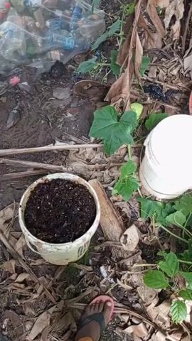 In an outdoor setting filled with leaf litter, a person is seen in a medium shot, performing a second process on breadfruit. The person, dressed in a black and white striped top, is bending over an orange bowl filled with what appears to be crushed or shredded breadfruit. The person is using a small silver container to pour liquid over the breadfruit. Surrounding the bowl are several white buckets, some containing liquid, and a reddish-brown tray filled with similar material. A few large green leaves and a potted plant are also visible. The scene is positioned near a tree trunk. The person is wearing sandals and their feet can be seen on the ground. A gray bucket is visible to the right.
