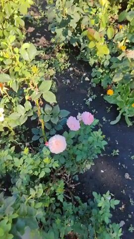The video shows a close-up of several light pink roses blooming in a garden. The roses are in various stages of bloom, with some fully open and others still tightly furled. The petals are delicate and layered, with a soft, velvety texture. The leaves are a deep green and appear healthy. The background is a blur of green foliage and dark soil, suggesting an outdoor setting. The lighting is soft and natural, hinting at either early morning or late afternoon sunlight. The camera slowly pans across the roses, focusing on their intricate details. The overall impression is one of natural beauty and tranquility.