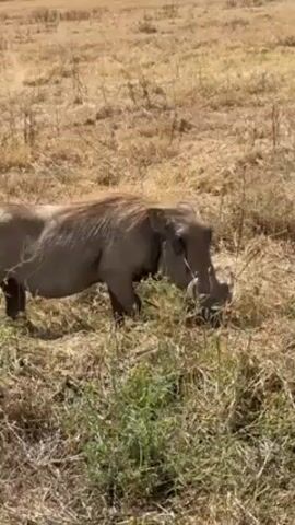 The video depicts a warthog foraging in a dry grassy field. The animal is gray-brown, with prominent tusks, and is seen rooting through the sparse vegetation. The field is largely composed of dried grass, with occasional patches of green. The scene is well-lit, suggesting daytime.