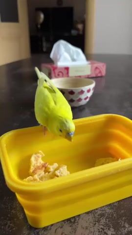 A bright yellow budgie is perched on the edge of a bright yellow rectangular container. The container holds pieces of scrambled eggs. The budgie is facing to the right and appears to be eating from the container. In the background, on a dark countertop, are a decorative bowl and a tissue box. The budgie's head is tilted down towards the food.