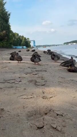 A group of ducks are resting on a sandy beach next to a body of water. The ducks are facing different directions, with some preening and others simply resting. The water is calm, with small waves lapping at the shore. In the background, there is a treeline and a blue sky with scattered clouds. A large blue structure, possibly a crane, is visible in the distance on the left side of the frame. Several other ducks are scattered further down the beach. The camera is low to the ground, focusing on the ducks in the foreground and the sand.