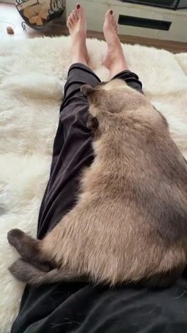 This is a close-up video of a Siamese cat sleeping on a person's lap. The person's bare feet are visible at the top of the frame, resting on a shaggy cream-colored rug. The person is wearing black sweatpants. The cat is curled up, with its head resting on the person's thigh. The cat's fur is a mix of light brown and cream, with darker points on its ears, face, and paws. The cat appears relaxed and comfortable. The lighting suggests it is daytime, and there are no visible windows or external cues to indicate the weather or specific location beyond the "Kerro, Russia" context. The overall mood is peaceful and cozy. There is no visible text in the video.