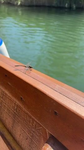 A high-angle outdoor shot shows a dark dragonfly with iridescent wings resting on a dark wood surface. A body of water is visible in the background.