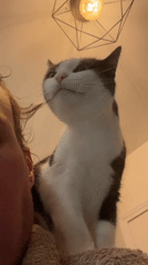 Cat enjoys quiet morning moments with owner in Lyon