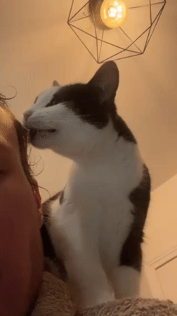 Cat enjoys quiet morning moments with owner in Lyon