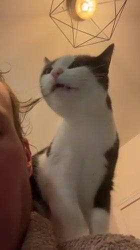 Cat enjoys quiet morning moments with owner in Lyon