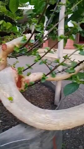A close-up shot of a bonsai tree with a thick, twisted trunk and gnarled roots. The tree has small green leaves and appears to be planted in a dark, pebbly soil. In the background, out of focus, is a street scene with a building and a motorcycle. The lighting suggests it is daytime.