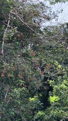 A monkey is captured in motion, navigating a dense canopy of lush green foliage. The tree is laden with bright red, spiky fruits, which appear to be rambutans, suggesting a tropical or subtropical environment. The monkey, with its distinctive fur pattern and long limbs, is the primary subject, dynamically perched and moving through the branches. The scene is set outdoors, within a natural environment characterized by abundant plant life. The lighting suggests it might be daytime, likely morning or afternoon, given the brightness filtering through the leaves. There is no visible text in the frame. The overall impression is one of wildlife in its natural habitat, with the monkey's agility and the vibrant fruit creating a lively and naturalistic image.