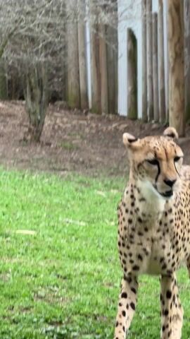 The video shows a cheetah standing in a grassy area, then walking to the left of the frame. The cheetah has a tan coat with black spots, and a white throat. There is a wooden building and a wooded area in the background. Another cheetah is lying in the background behind the standing cheetah.