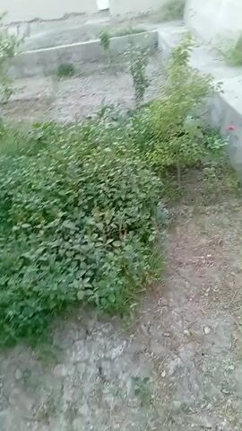 This video captures a close-up view of lush green vegetation in an outdoor setting. The camera pans across dense bushes and leafy branches, suggesting a garden or a natural landscape. The foliage appears vibrant and healthy, indicating a warm and possibly humid climate, though no specific weather conditions are discernible. The overall atmosphere is tranquil and natural, with no signs of human presence or activity, nor any distinct man-made objects apart from what might be a distant wall or structure in the background, suggesting an urban or suburban fringe. The time of day is unclear, but the soft lighting hints at either early morning or late afternoon. The footage is filmed in Shofirkon, Uzbekistan, which aligns with a climate conducive to such abundant plant growth. There is no visible text in the video.