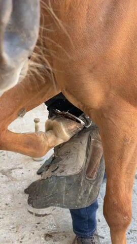A close-up video shows a farrier's hands trimming a horse's hoof. The horse is a chestnut color, and its leg is raised. The farrier is wearing blue jeans and dark shoes. They are using a tool to trim the hoof, which is encased in a black hoof boot. The background appears to be an outdoor or stable setting, with a rough, light-colored surface. The horse's muzzle is partially visible in the upper left corner of the frame.