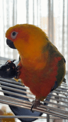 Street scenes and a colorful parrot in Khimki, Russia