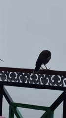 Dark bird with white markings rests on ornate railing in Vashisht