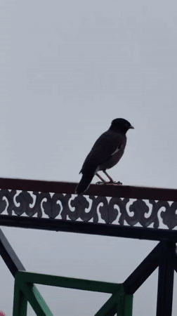 Dark bird with white markings rests on ornate railing in Vashisht