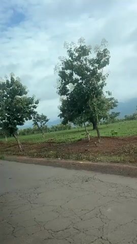 The video shows a view from a vehicle moving along a cracked asphalt road. To the right of the road is a landscape with several trees. The trees vary in size and density. In the foreground, there is a single tall tree with a leaning trunk. Behind it, there is a row of smaller, uniformly spaced trees, possibly a plantation or young forest. The ground is a mix of brown soil and green grass. In the background, there are hills or mountains partially obscured by clouds. The sky is cloudy with patches of blue visible. The overall impression is a rural or natural setting, possibly during daytime.