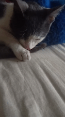 Kitten naps peacefully on bed in Tinaquillo
