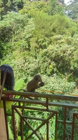The video shows a monkey sitting on the railing of a balcony. The monkey is light brown and is holding something in its hands and eating it. Behind the monkey is a dense green forest with a clear sky above. To the left of the monkey is a mop leaning against the railing. The railing is made of metal and has a green paint finish.