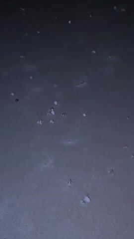 The video, set at night in Al Fiqait, United Arab Emirates, shows a flat, dark, and possibly damp ground surface, likely a beach or tidal flat. Numerous small, light-colored crabs are visible, scuttling across the ground. Some crabs appear individually, while others are clustered together in small groups. The overall scene is dark, suggesting nighttime conditions. An off-screen person comments on the sight, saying "There's so many crabs" and "Oh my gosh," indicating surprise or awe at the quantity of crabs present.