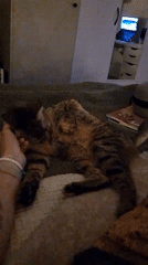 Tabby cat enjoys lazy afternoon at Ramat Gan home