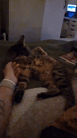 Tabby cat enjoys lazy afternoon at Ramat Gan home