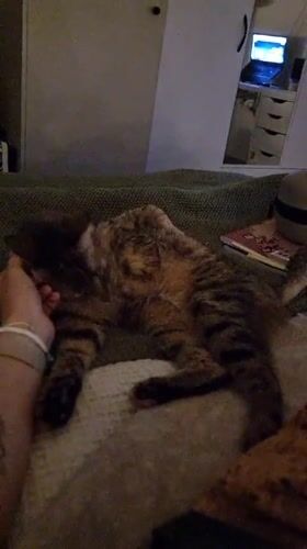 Tabby cat enjoys lazy afternoon at Ramat Gan home