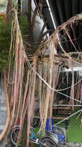 The video shows a tree with long, thin, pink and gold aerial roots hanging down. The tree is situated near a building with a dark roof and white walls. Below the tree is a small, blue bicycle. There is also a green, wire fence in the background. An orange hose runs along the ground near the tree. A patch of grass can be seen behind the fence. The camera slowly pans up, showing more of the tree's structure and surroundings. The scene appears to be outdoors.
