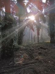 Rural palm plantation documented in Kemang, Indonesia