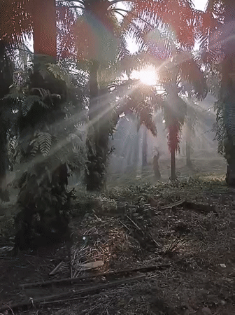 Rural palm plantation documented in Kemang, Indonesia