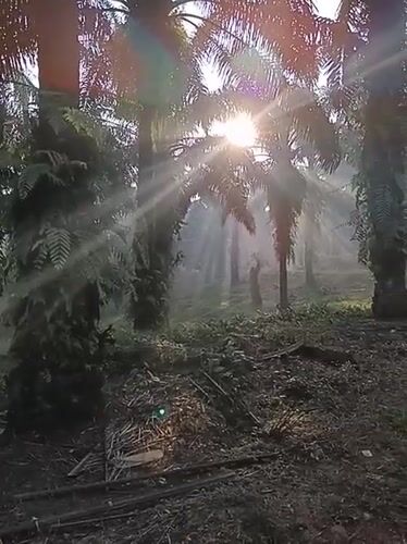 Rural palm plantation documented in Kemang, Indonesia