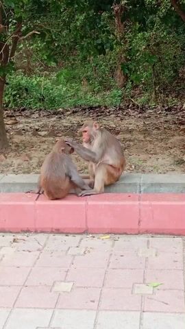 Two light brown monkeys are sitting on a red and white concrete curb, grooming each other. The monkey on the right is facing left and picking through the fur on the head of the monkey on the left, who is facing away from the camera. In the background is a wooded area with green trees. The surface in the foreground is composed of pink and gray tiles.