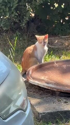 A ginger and white cat walks from behind a rusted metal object and a silver car into a grassy area. The cat pauses and looks toward the camera before continuing to walk forward. The environment appears to be outdoors with green foliage in the background.