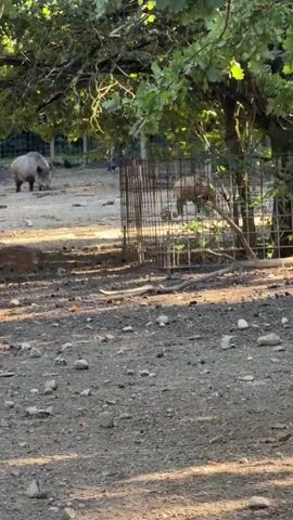 The video shows a view of a dirt enclosure with several wild boars. In the foreground, a young wild boar with striped fur is rooting around in the dirt near a metal fence. In the background, a larger wild boar is visible in the distance, also in the enclosure. There are also some birds, possibly crows, on the ground. The enclosure appears to be outdoors, with trees and foliage visible above the fence. The lighting suggests it is daytime.