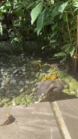 The video shows a bird lying motionless on a bed of small rocks. The rocks are a mix of white and green, with some yellow leaves scattered among them. The bird's wings are partially spread, and its feathers are primarily brown and grey. The scene is framed by a concrete surface in the foreground and a backdrop of green foliage. The lighting suggests an outdoor setting, possibly a garden, with sunlight illuminating the scene.