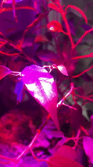 Indoor plants under grow lights, rainy playground documented