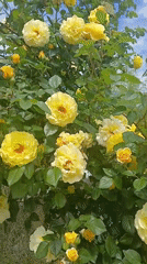 Yellow roses bloom in Bulgarian garden on spring morning