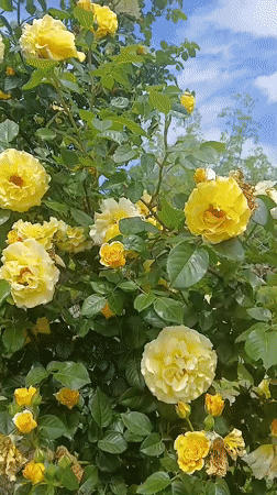Yellow roses bloom in Bulgarian garden on spring morning