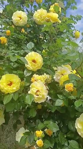 Yellow roses bloom in Bulgarian garden on spring morning