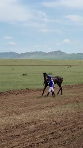 A jockey in a blue and white uniform leads a dark brown horse across a dirt path. The horse has a white bridle. They are walking in front of a vast green field with rolling hills in the distance under a cloudy blue sky. The jockey holds the horse by a lead rope.