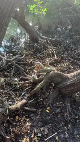 A group of iguanas inhabits a dense network of tree roots in a marshy environment. One large, light-colored iguana is positioned on top of a smaller, green iguana, which in turn rests on a thick, gnarled tree root. Another medium-sized green iguana walks on the roots to the left. In the background, a body of water reflects sunlight, and several birds, appearing to be herons or egrets, stand on a muddy bank amidst more roots. The scene is brightly lit by natural sunlight.