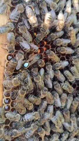 The video shows a close-up view of a honeycomb filled with many bees. One bee, distinguished by a bright blue dot on its back, is the apparent queen bee. This queen bee is surrounded by other bees, some of which appear to be attending to her. The honeycomb cells are visible, some containing what looks like honey or pollen. The lighting suggests it is daytime, and the overall environment appears to be an apiary or a beekeeping setting. The bees are actively moving, creating a dynamic scene.