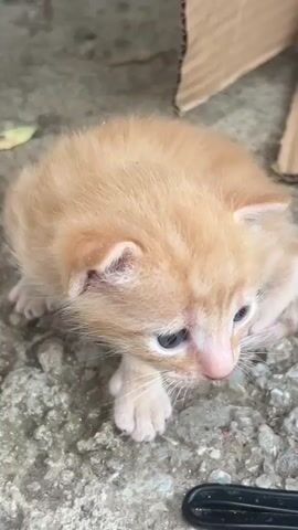 The video shows a close-up of a ginger kitten lying on a rough, grey surface. A black speck is visible on its back. In the background, partially obscured by a cardboard box, are two tabby kittens. One is standing, facing away from the camera, and the other appears to be lying down, its head not visible. The environment seems to be outdoors, possibly an alley or yard, with concrete or stone ground.
