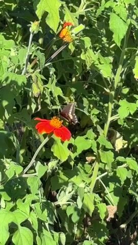 The video captures a close-up view of a bright red flower with a yellow center, on which a dark butterfly with white spots is perched. The butterfly appears to be feeding. In the background, lush green foliage creates a natural setting. Above the main subject, another smaller butterfly, orange and black, is visible on a green stem, seemingly in flight or resting. The lighting suggests it is daytime, with sunlight filtering through the leaves, creating dappled shadows. The overall scene is one of nature and wildlife in a garden or natural habitat.