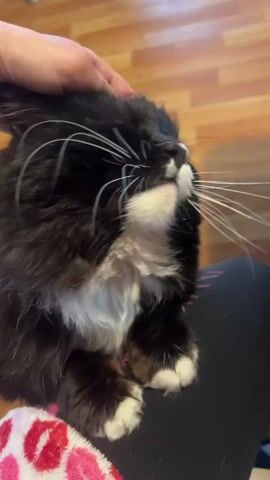 The video shows a close-up of a fluffy black and white cat being gently petted by a human hand. The cat, exhibiting characteristics of a tuxedo cat with distinct white fur on its nose, chin, chest, and paws, is resting comfortably, likely on a person's lap. Its long, prominent white whiskers are clearly visible. Throughout the clip, the cat's eyes are mostly closed, indicating a state of contentment and relaxation as it receives affectionate strokes on its head and neck.

The cat is positioned against dark clothing, which appears to be a person's pants, and a segment of red and white patterned fabric is visible on the left side of the frame, possibly a blanket or part of another garment. The background consists of warm-toned wooden floorboards, suggesting an indoor setting, presumably a home. The overall atmosphere conveyed is calm and affectionate, highlighting the bond between the pet and its owner. No visible text is present in the video. The scene is set in Il'inskaya Polyana, Russia.