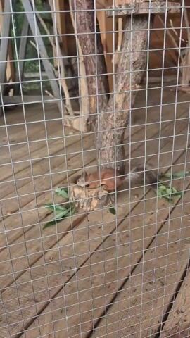 A small, reddish-brown squirrel is visible behind a wire mesh fence, standing on a wooden platform near a tree. The squirrel is facing to the right, and appears to be eating something in a small wooden feeding trough. Green leaves are scattered on the platform around the feeding trough.