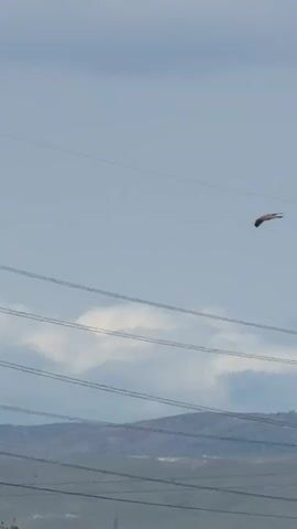 The video shows a bird flying through the sky, near power lines and a large power tower. The bird is reddish-brown, and mountains are visible in the background under a sky with clouds. The camera moves to follow the bird as it flies.