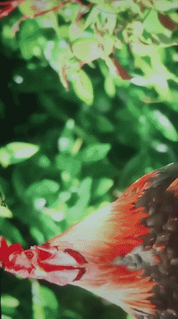 Animals observed in 15-minute sequence across Jeddah locations