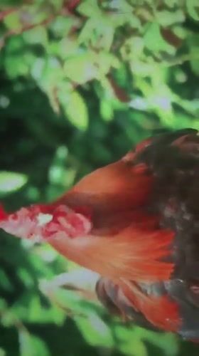 Animals observed in 15-minute sequence across Jeddah locations